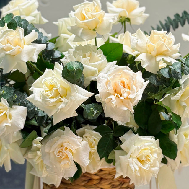 • Elise •  50 white French roses