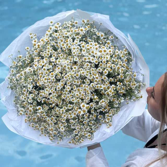 Luxury white chamomiles bouquet available for same-day flower delivery in Miami. Designed by Mamma Mia Flower Studio, a local Miami florist known for elegant bouquets and beautiful floral gifts. Order online today for a romantic surprise or special occasion.