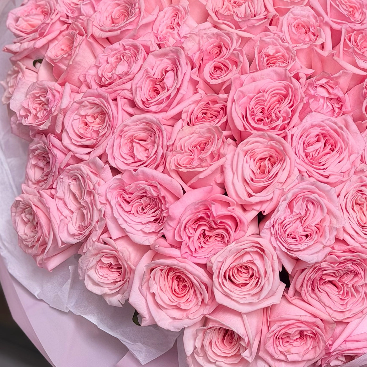 Bouquet of pink roses with a white background