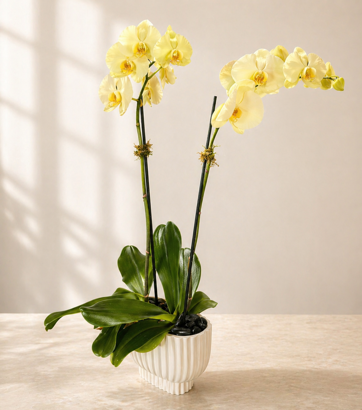 Yellow orchid plant in a pot with the same day delivery in Miami