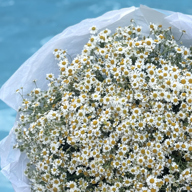 Luxury white chamomiles bouquet available for same-day flower delivery in Miami. Designed by Mamma Mia Flower Studio, a local Miami florist known for elegant bouquets and beautiful floral gifts. Order online today for a romantic surprise or special occasion.