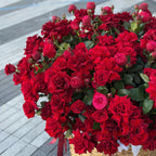 Large red rose basket prepared for flower delivery in Miami