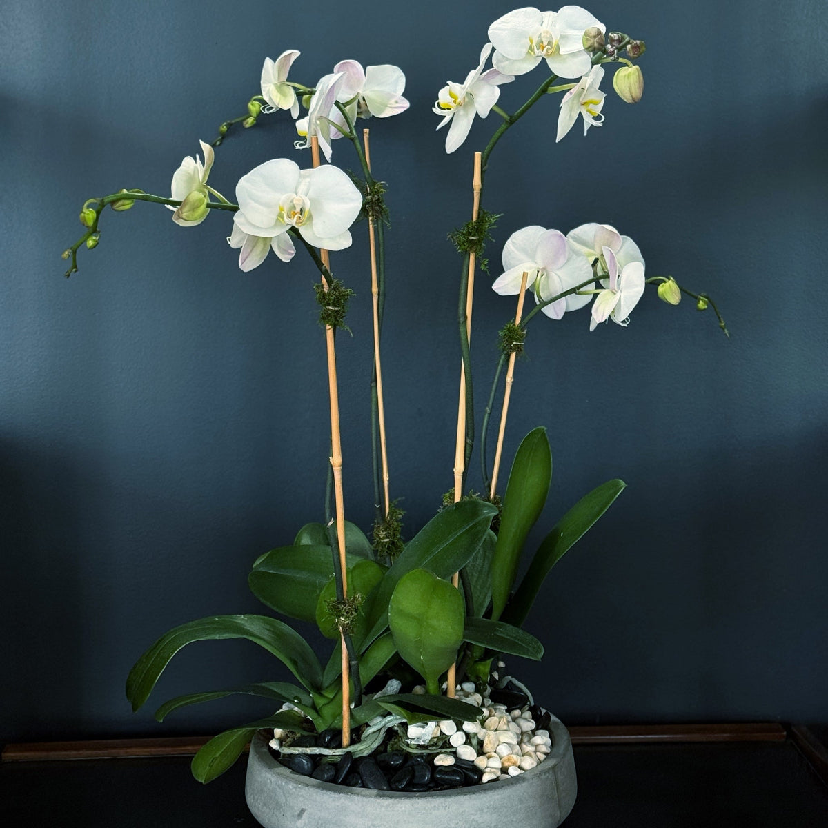 Luxury white Phalaenopsis orchids arranged in a modern planter