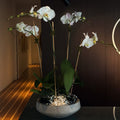 Premium white orchid arrangement in a decorative planter in Miami