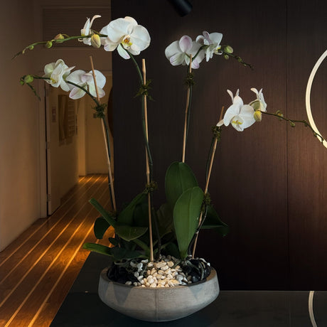 Premium white orchid arrangement in a decorative planter in Miami
