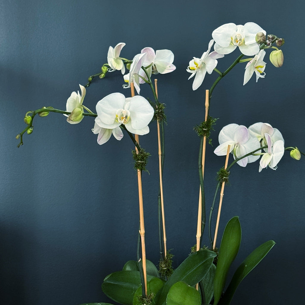 White Phalaenopsis orchid arrangement with green leaves